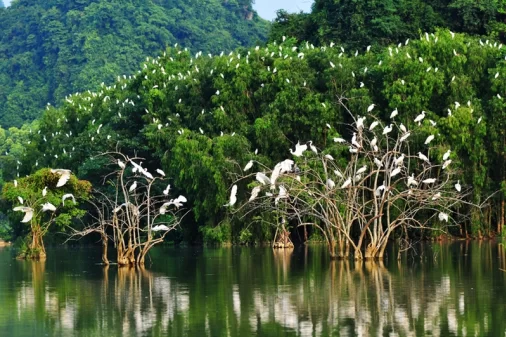 La réserve ornithologique de Thung Nham – le pays des oiseaux à Ninh Binh