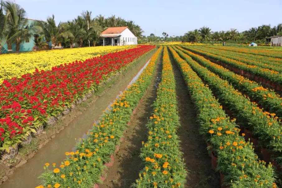 les-4-villages-de-fleurs-les-plus-celebres-du-delta-du-mekong-3