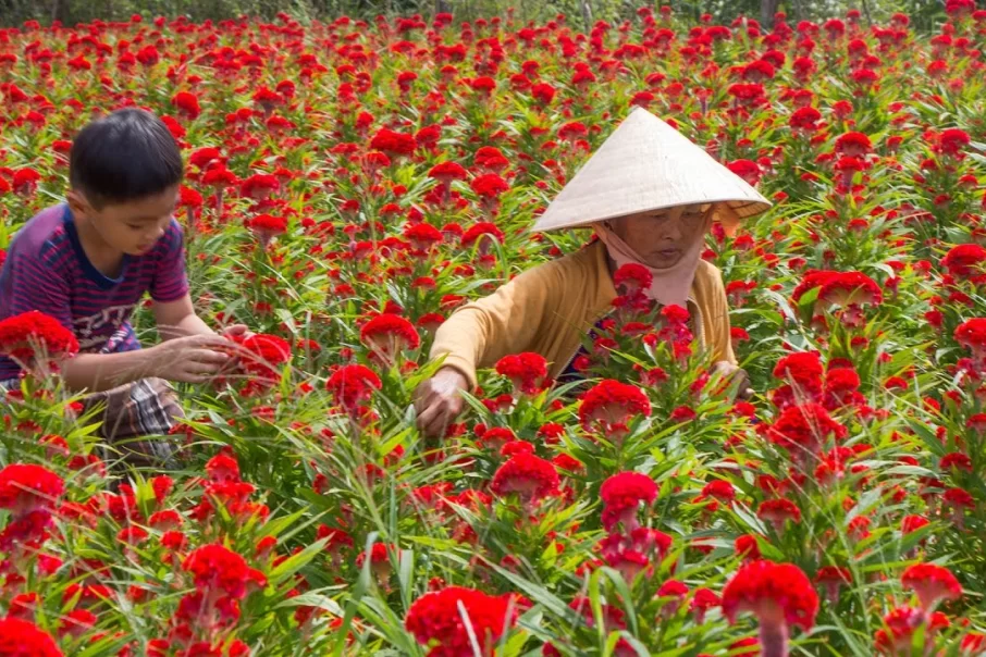 les-4-villages-de-fleurs-les-plus-celebres-du-delta-du-mekong-4